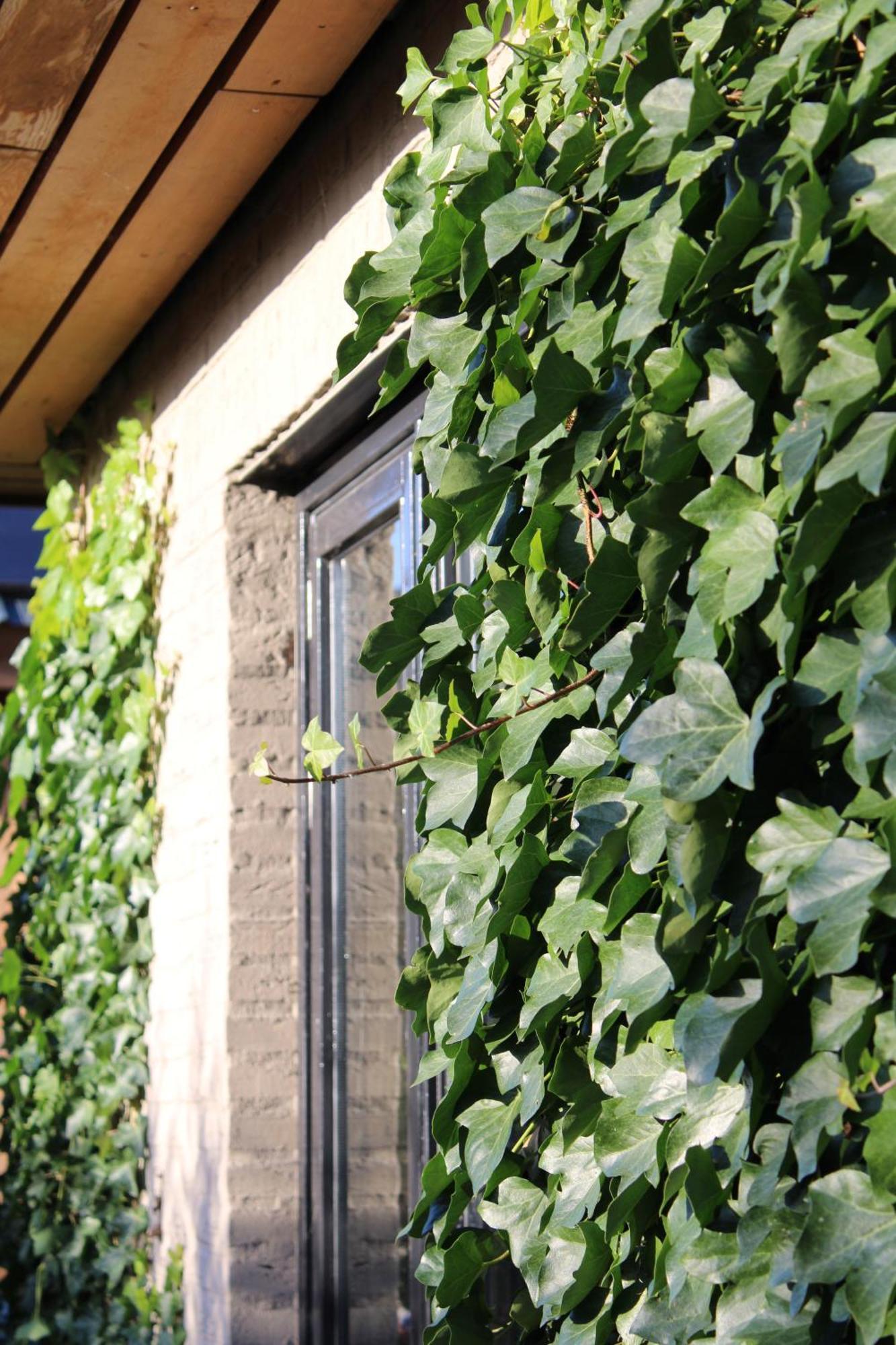Tiny House In De Boomgaard Bed & Breakfast Stad aan 't Haringvliet Екстериор снимка
